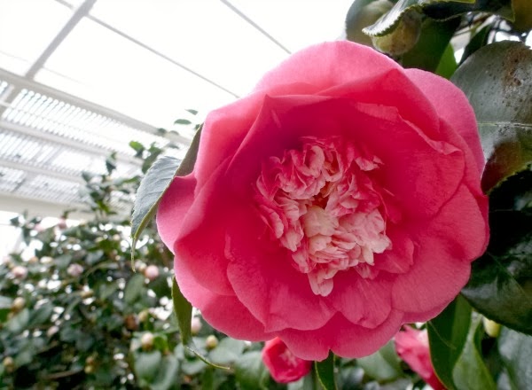 Camelia japónica 'Elegans' Camelia japónica 'Elegans'