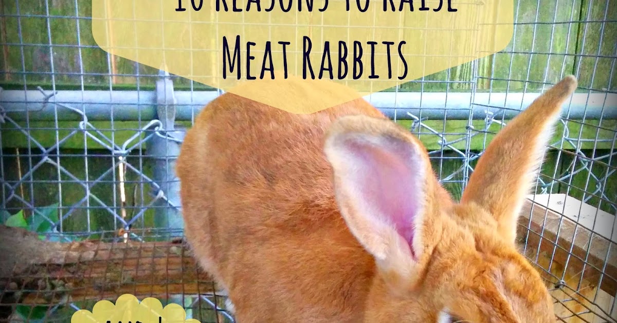 Greneaux Gardens 10 Reasons to Raise Meat Rabbits (and 4 Reasons Not To)