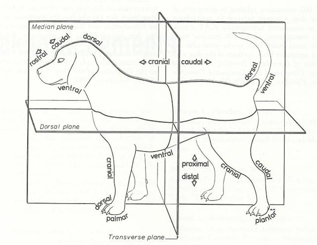 Merrily's Animal Science Journal: Notes from Veterinary Medical Terminology