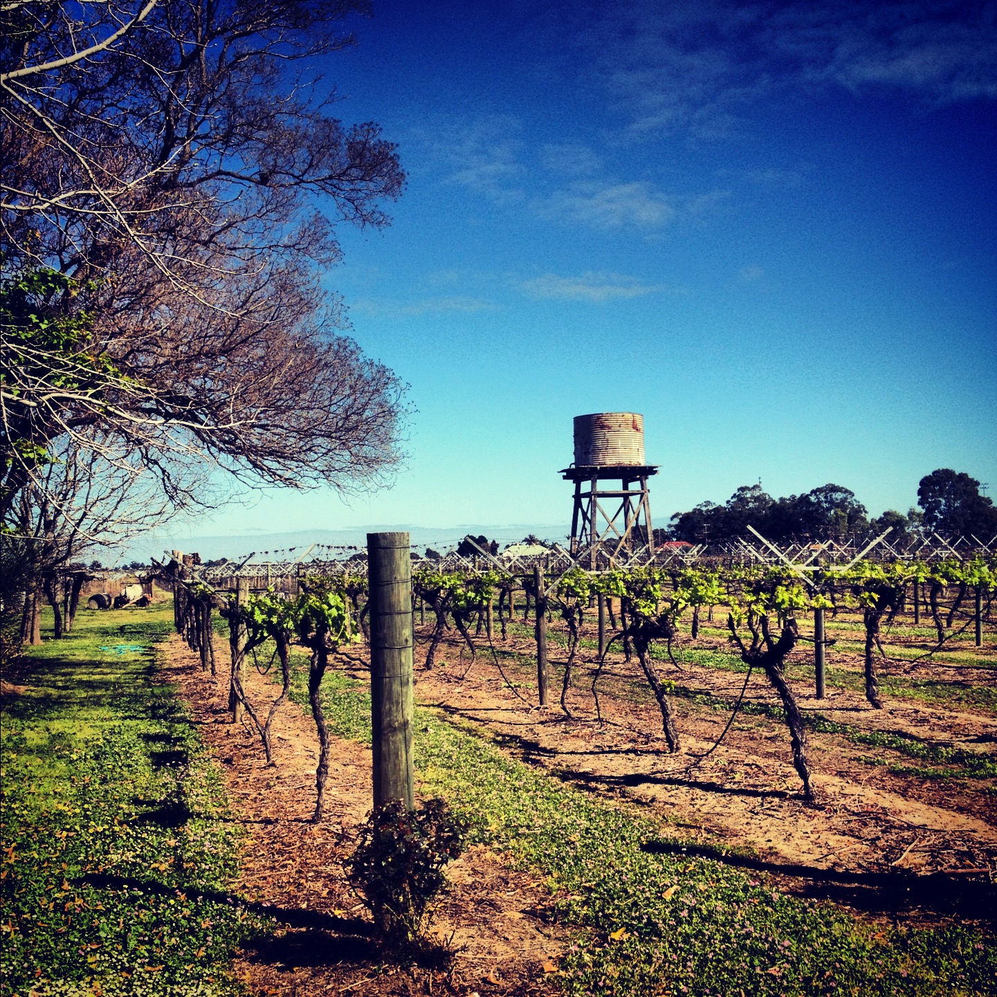 The Beautiful Swan Valley iPhoneography Oz Australia iPhone Photography Travel Blog