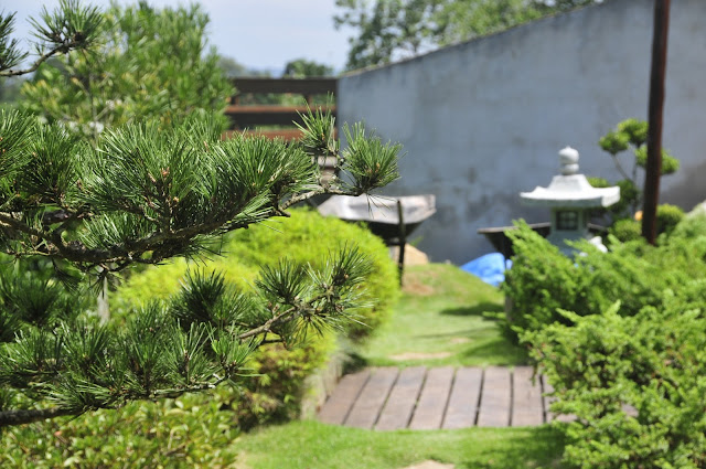 pinheiro negro em jardim japonês