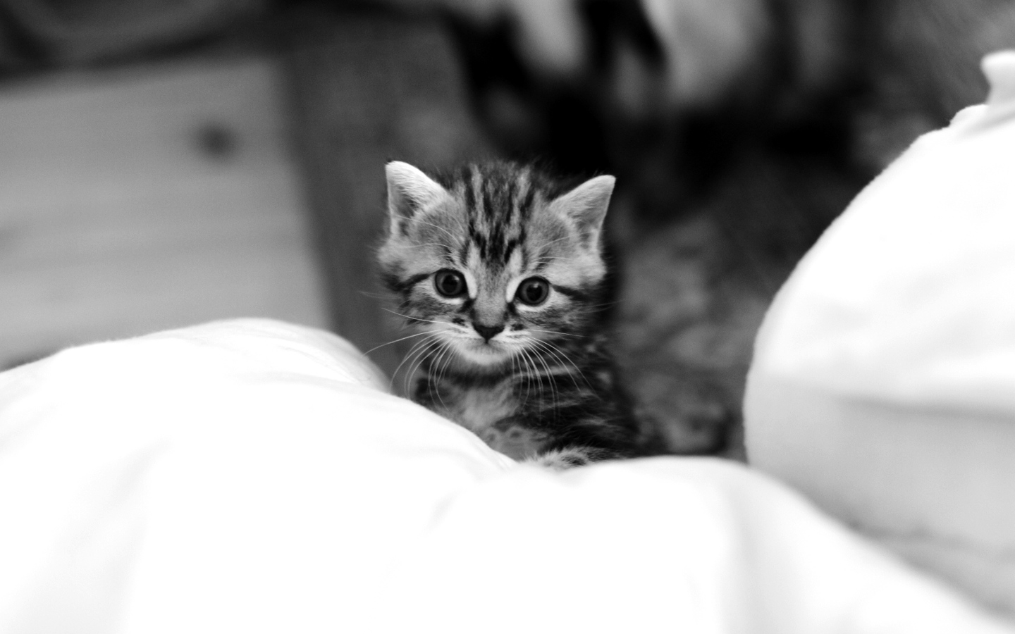 chaton.jpg