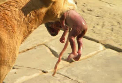perra salva a bebé abandonado