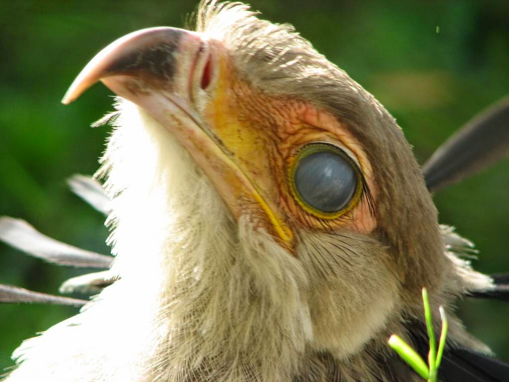 third eyelid the nictitating membrane the third eyelid the ark in space third eyelid the nictitating membrane the third eyelid the ark in space