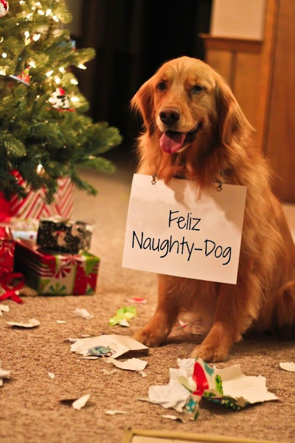 golden retriever christmas, golden retriever ate presents, golden retriever dog shaming, golden retriever christmas tree, dog funny, christmas dog humor, christmas dog funny, golden retriever funny, golden retriever photo