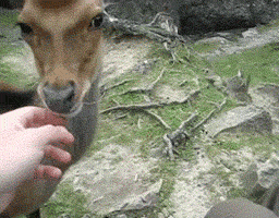 deer scratched