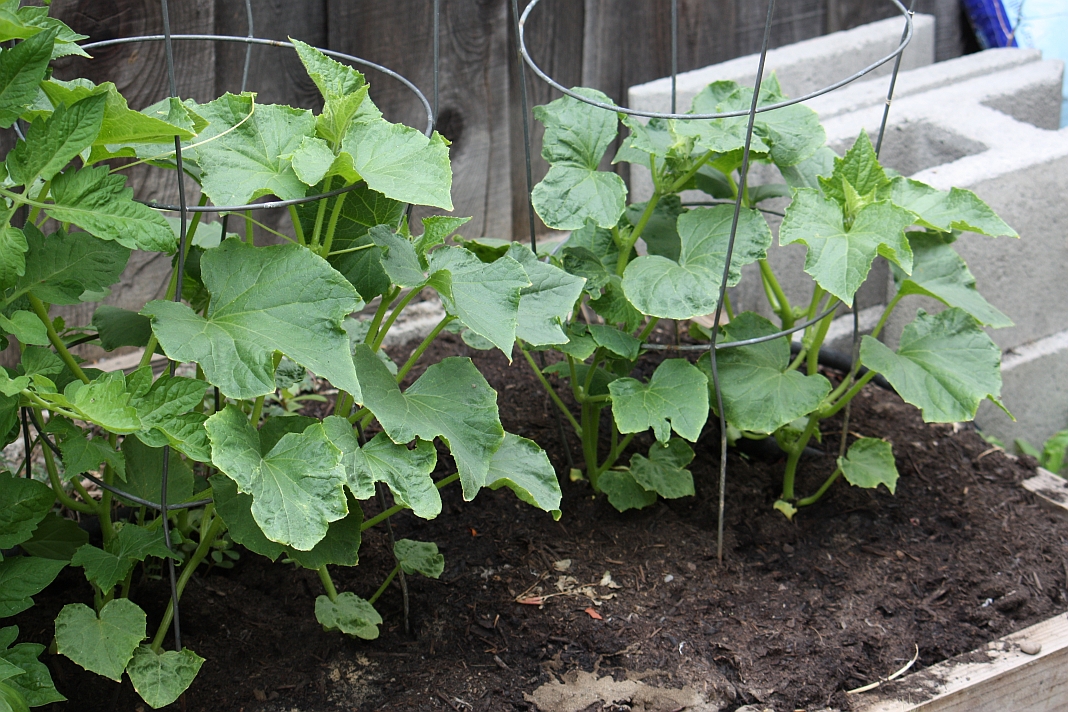 Tomato cages with artichoke plant? r/gardening