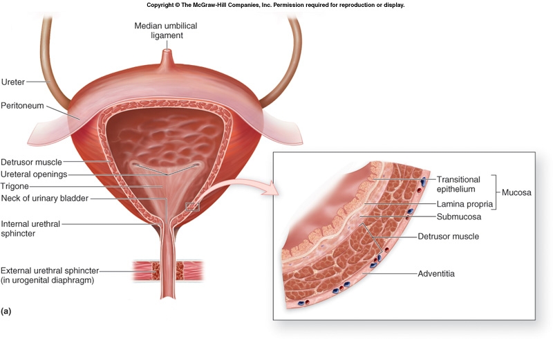 Four things about... (a simple approach to anatomy and ... ureter body diagrams 