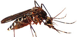 6 Ciri Tubuh yang disukai Nyamuk