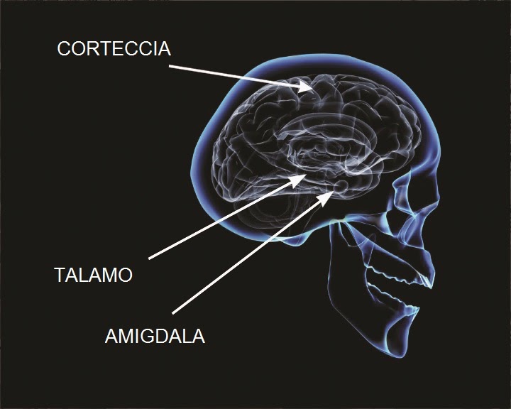 programma gupta curare l amigdala per cfs mcs fm programma gupta curare l amigdala per cfs mcs fm
