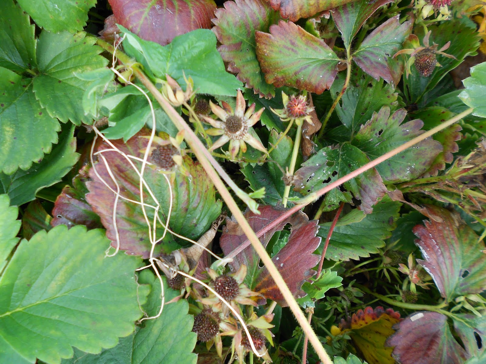 My Allotment Strawberries and virus disease