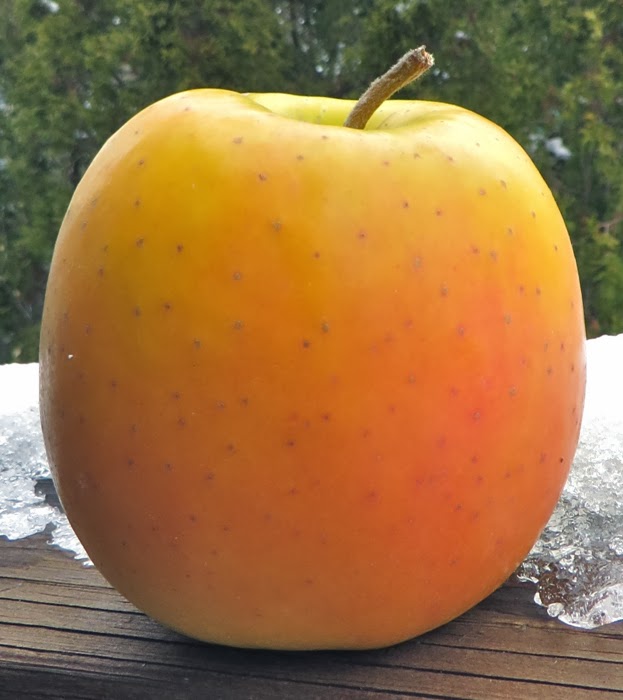 Wintermarket Mutsu (Crispin) Adam's Apples