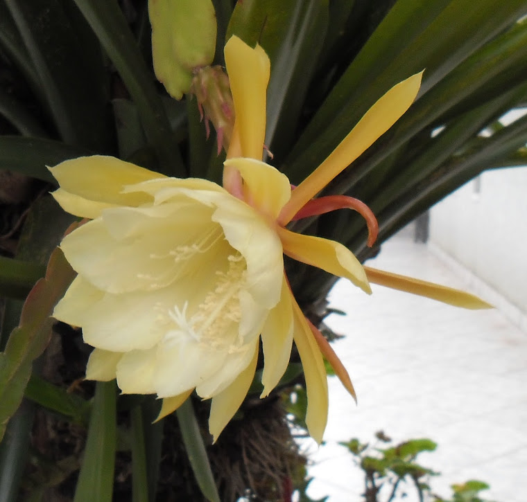 Cactus Orquídea Epiphyllum - Amarela