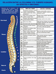 Relación entre la columna y el cuerpo humano. Efectos y síntomas.