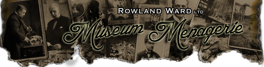 Rowland Ward Taxidermist - Museum Menagerie