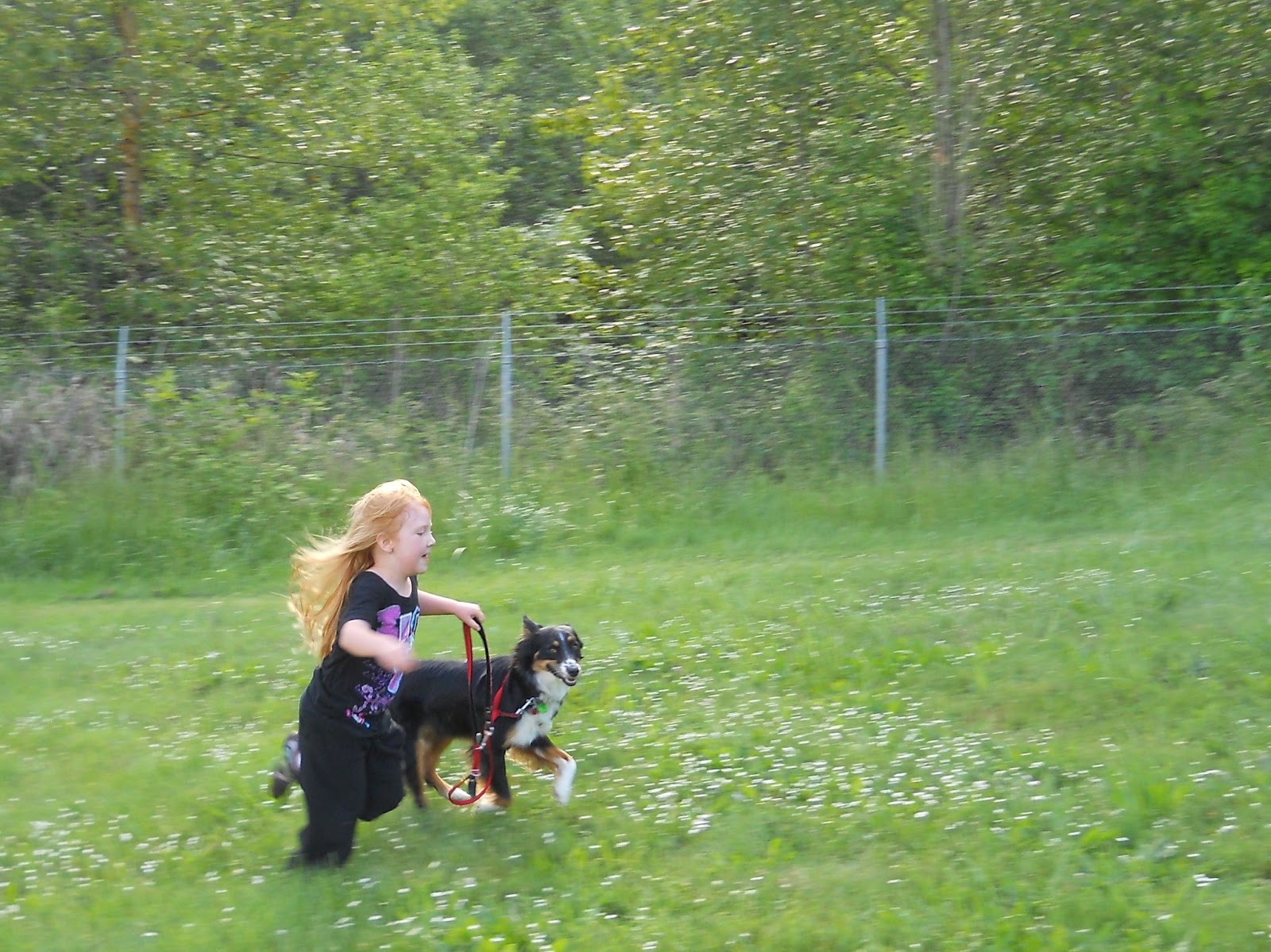 Why does my dog pull on his leash? Sit Spot Click Dog Training