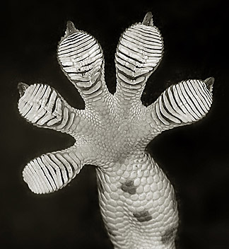 0007179898 the gecko s foot how scientists mystery of geckos sticky feet 0007179898 the gecko s foot how scientists mystery of geckos sticky feet