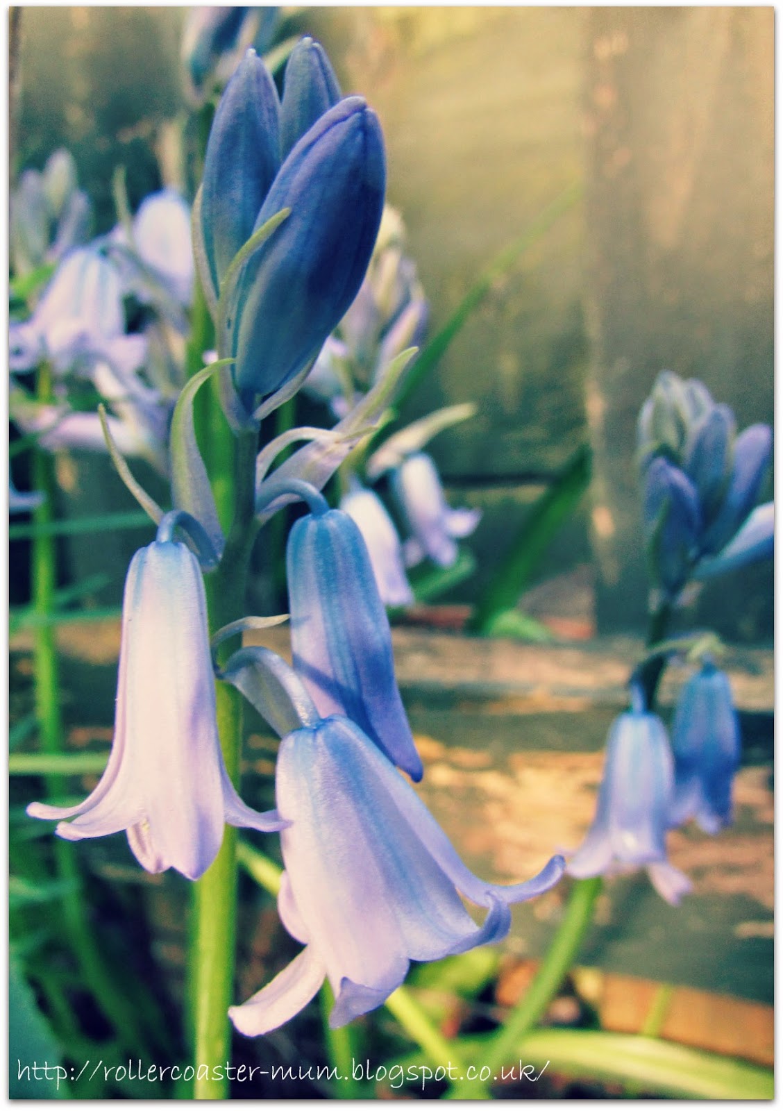 bluebell flower bells Bluebell flower bells