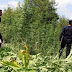 Vlora Police destroyed 20 plots planted with 2252 cannabis sativa roots