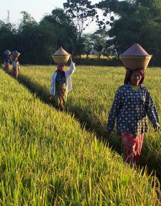 Lombok Country Side Tour Package Lombok Country Side Tour Package