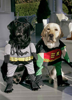 Labrador Retrievers - Haloween