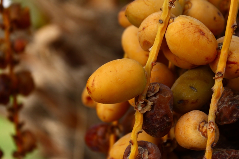 Zaitun Olive Zaitun Dates, The Benefits