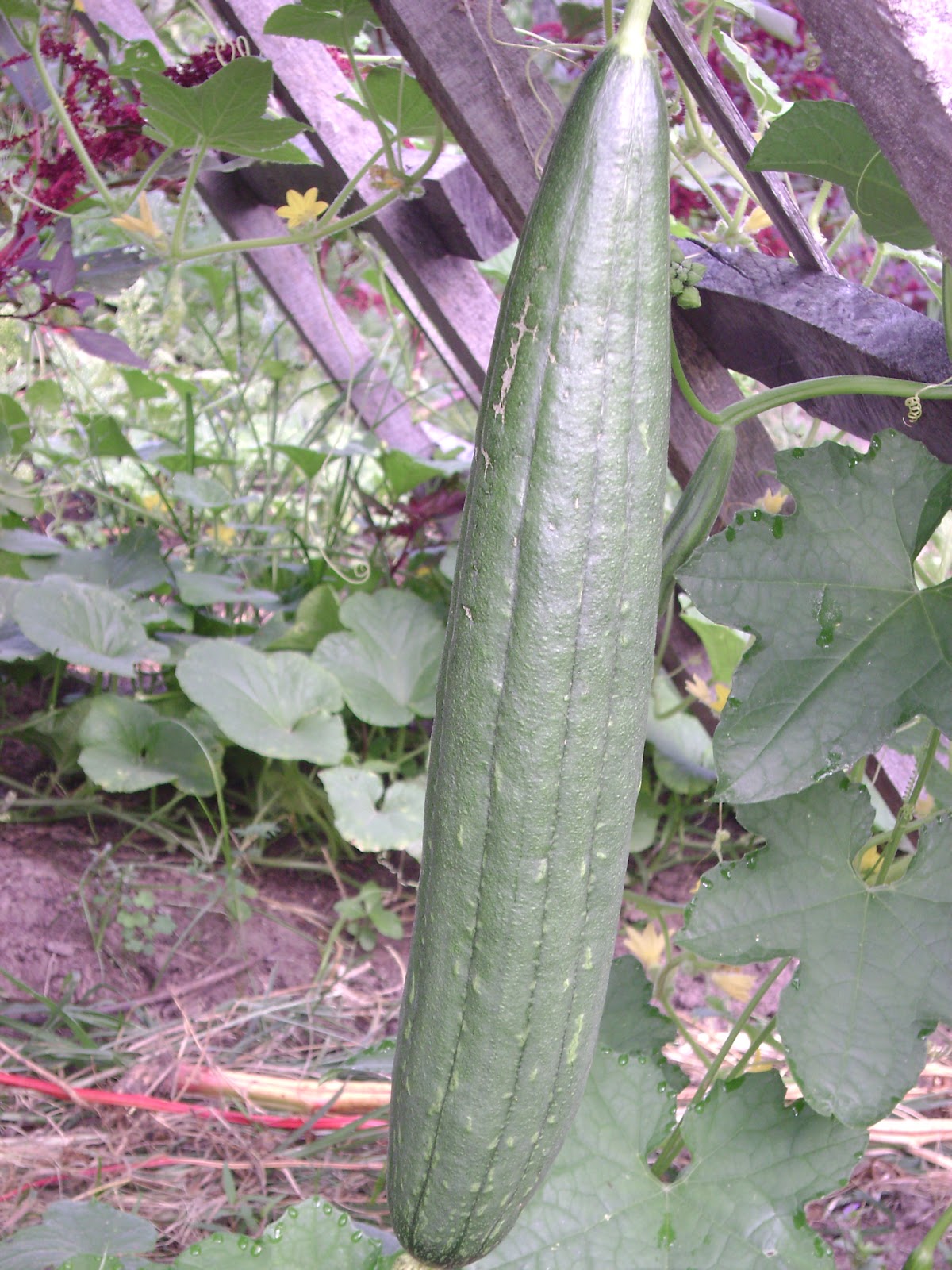 TSG Fun Growing Luffa Sponge