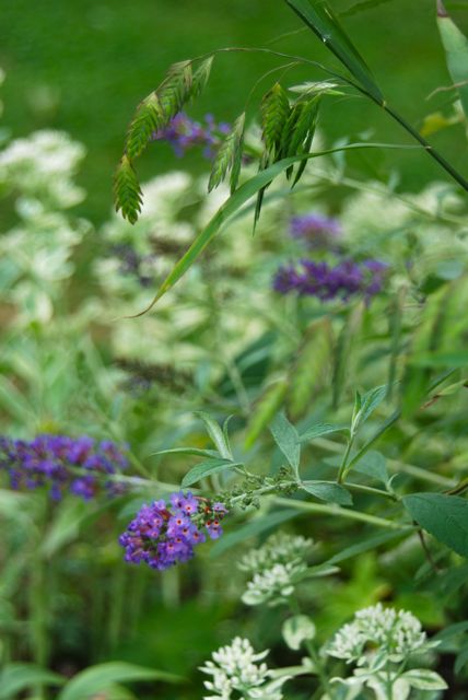 One more nice combination around the Circle Lawn: a blue butterfly bush (Buddleia), Sedum 'Frosty Morn' (again) and the floating seed-heads of Northern sea oats (Chasmanthium latifolium). The latter is also known as Woodoats, Inland sea oats or River oats. One more nice combination around the Circle Lawn: a blue butterfly bush (Buddleia), Sedum 'Frosty Morn' (again) and the floating seed-heads of Northern sea oats (Chasmanthium latifolium). The latter is also known as Woodoats, Inland sea oats or River oats.