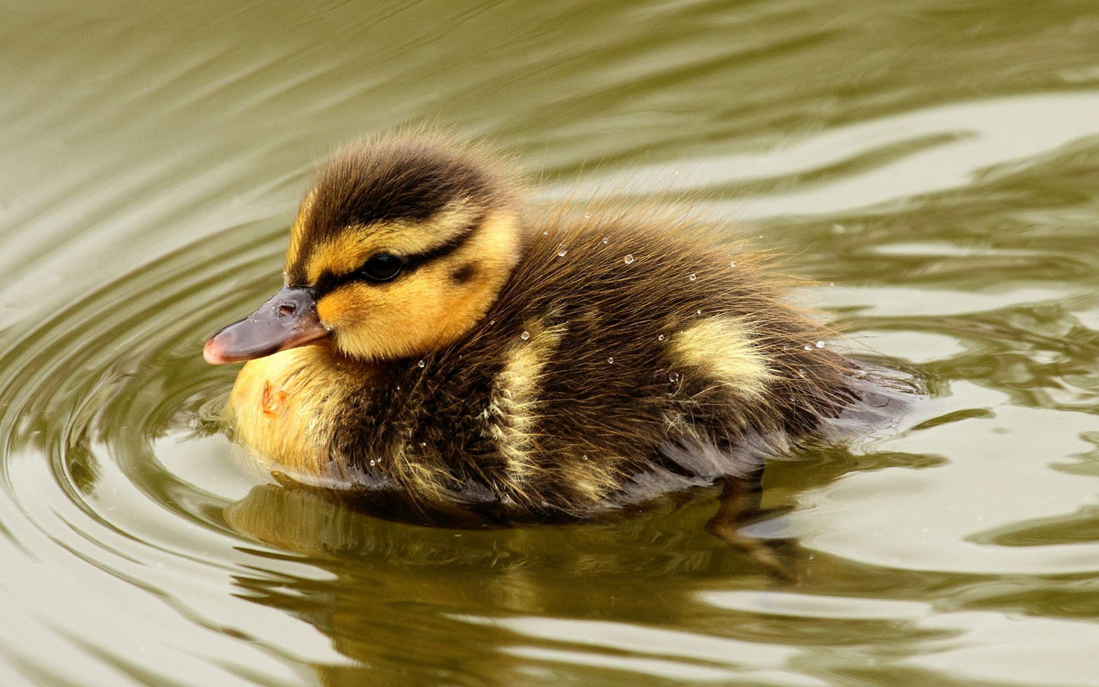 wallpapers: Duckling Wallpapers