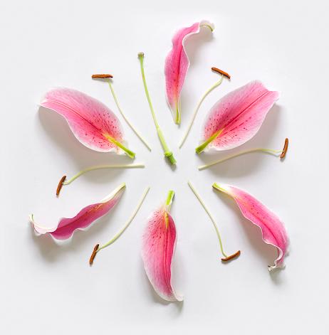Fong Qi Wei flores explodidas explosão floral fotografia