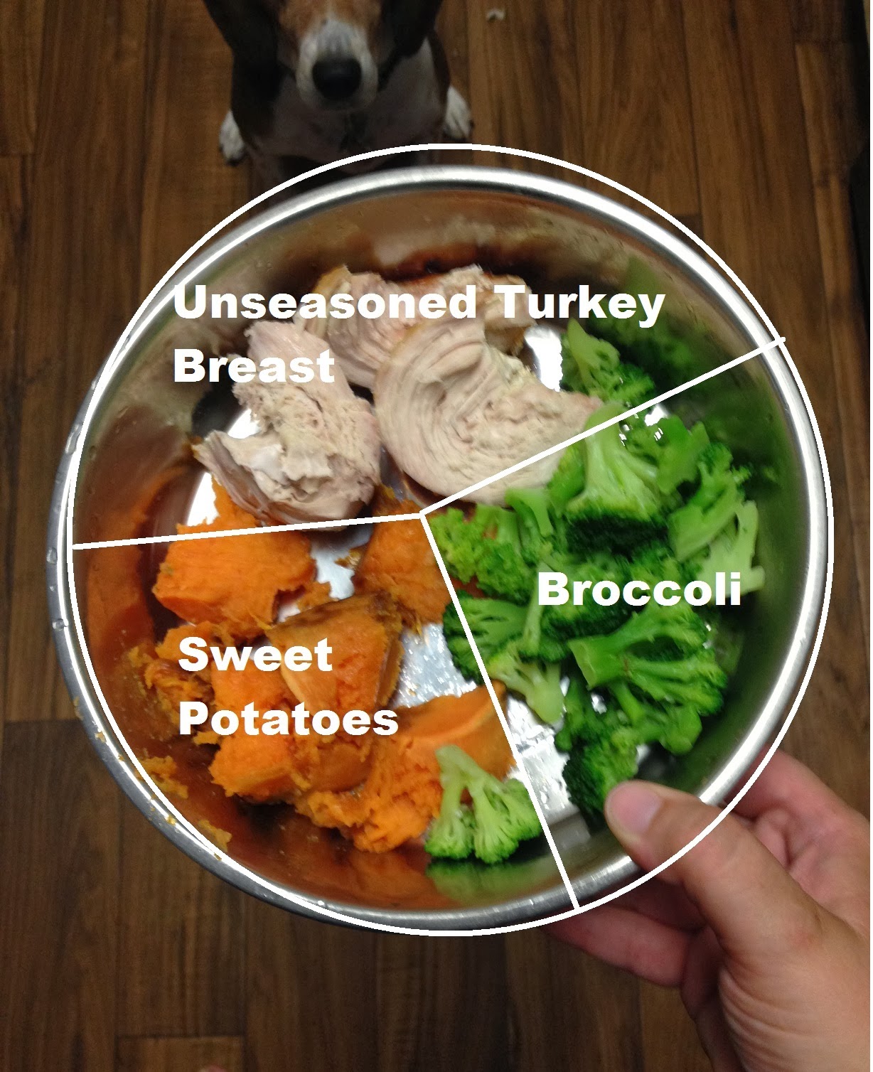 can you give dogs turkey with beagle how your can thanksgiving dinner with the family can you give dogs turkey with beagle how your can thanksgiving dinner with the family