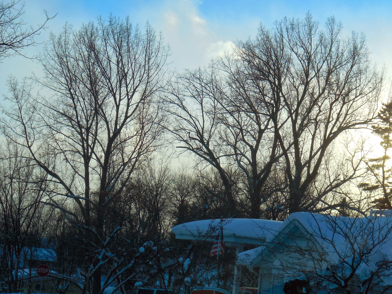 Art's Bayfield Almanac BAYFIELD COTTONWOOD TREES IN WINTER