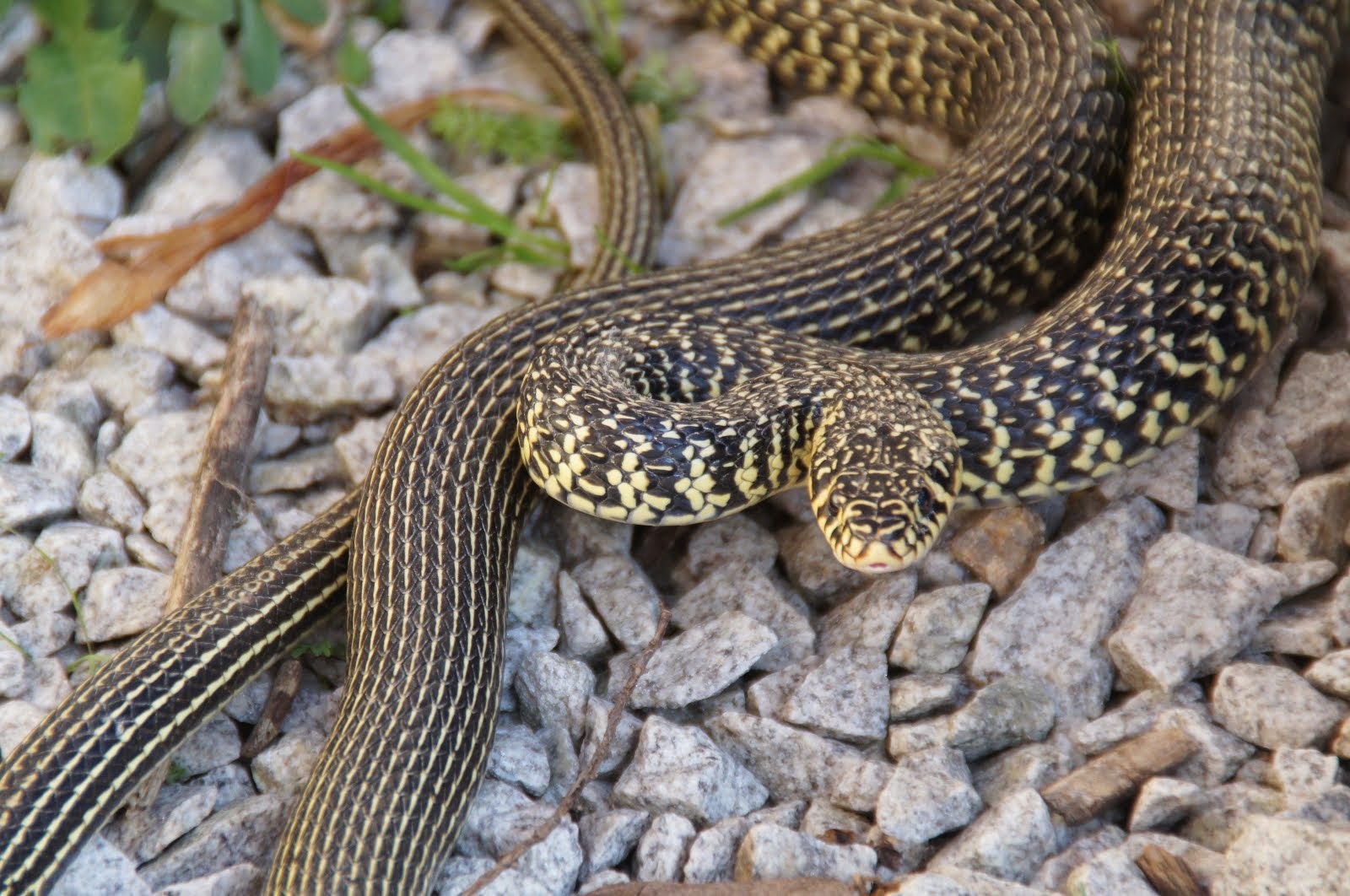 couleuvre verte et jaune