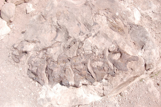 Fossilized Dinosaur Vertebrae on the Rabbit Valley Trail Through Time Colorado