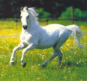 Featured image of post Sonhar Com Cavalo Branco
