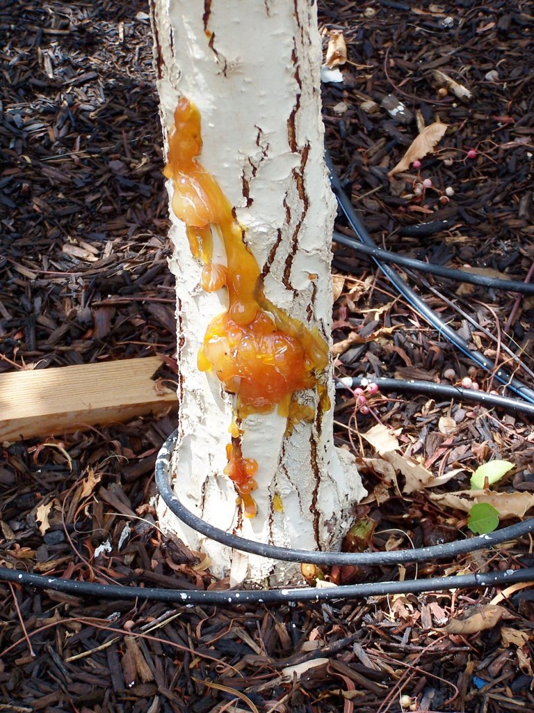 Xtremehorticulture of the Desert Pluot Can Have Sap Oozing Like Both