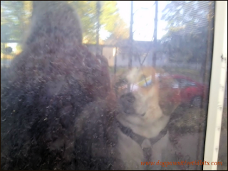Rainy day window view of me and my dog Valentino.