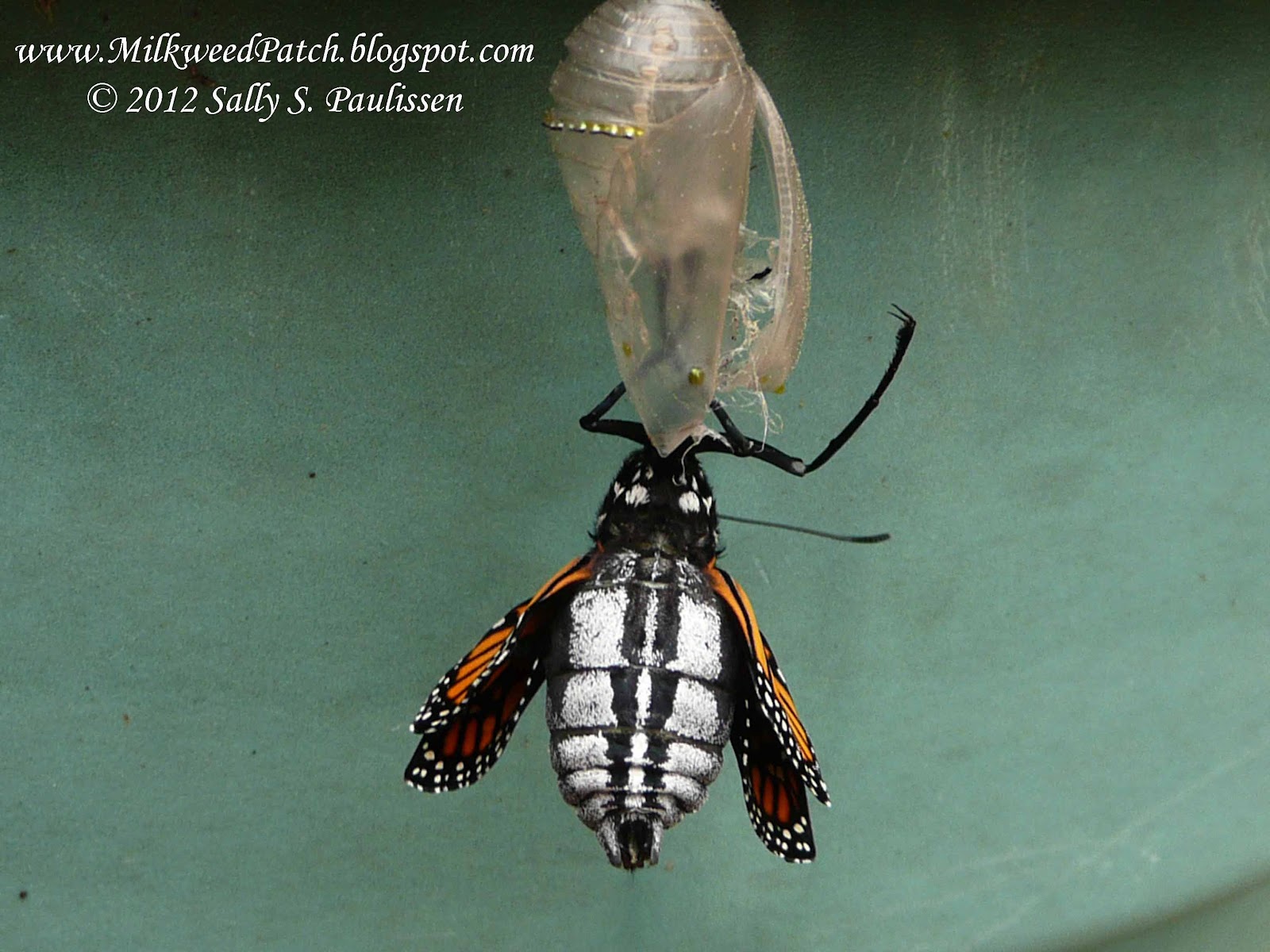 Monarch Butterfly Migration Youtube Video