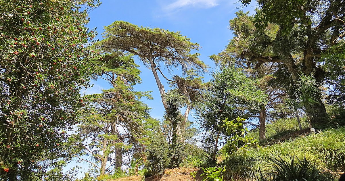 (In)Cultura Under the Greenwood Tree