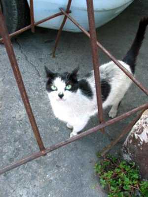 Pontos turísticos felinos