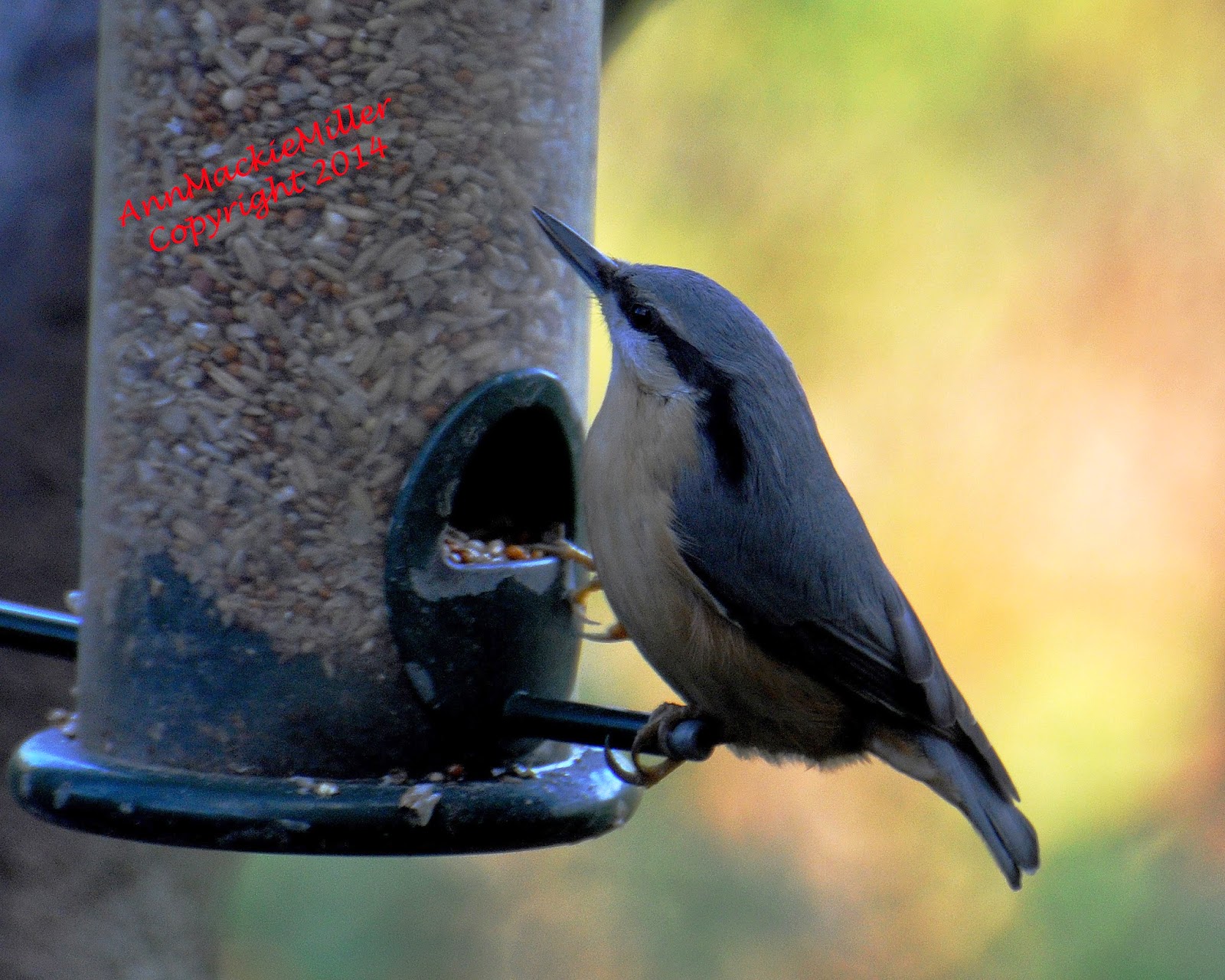 nuthatch on garden feeder nuthatch on garden feeder
