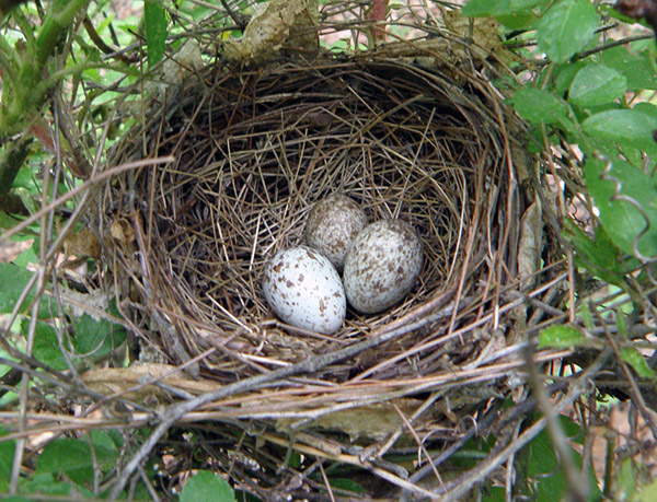 Northern Cardinal Nest