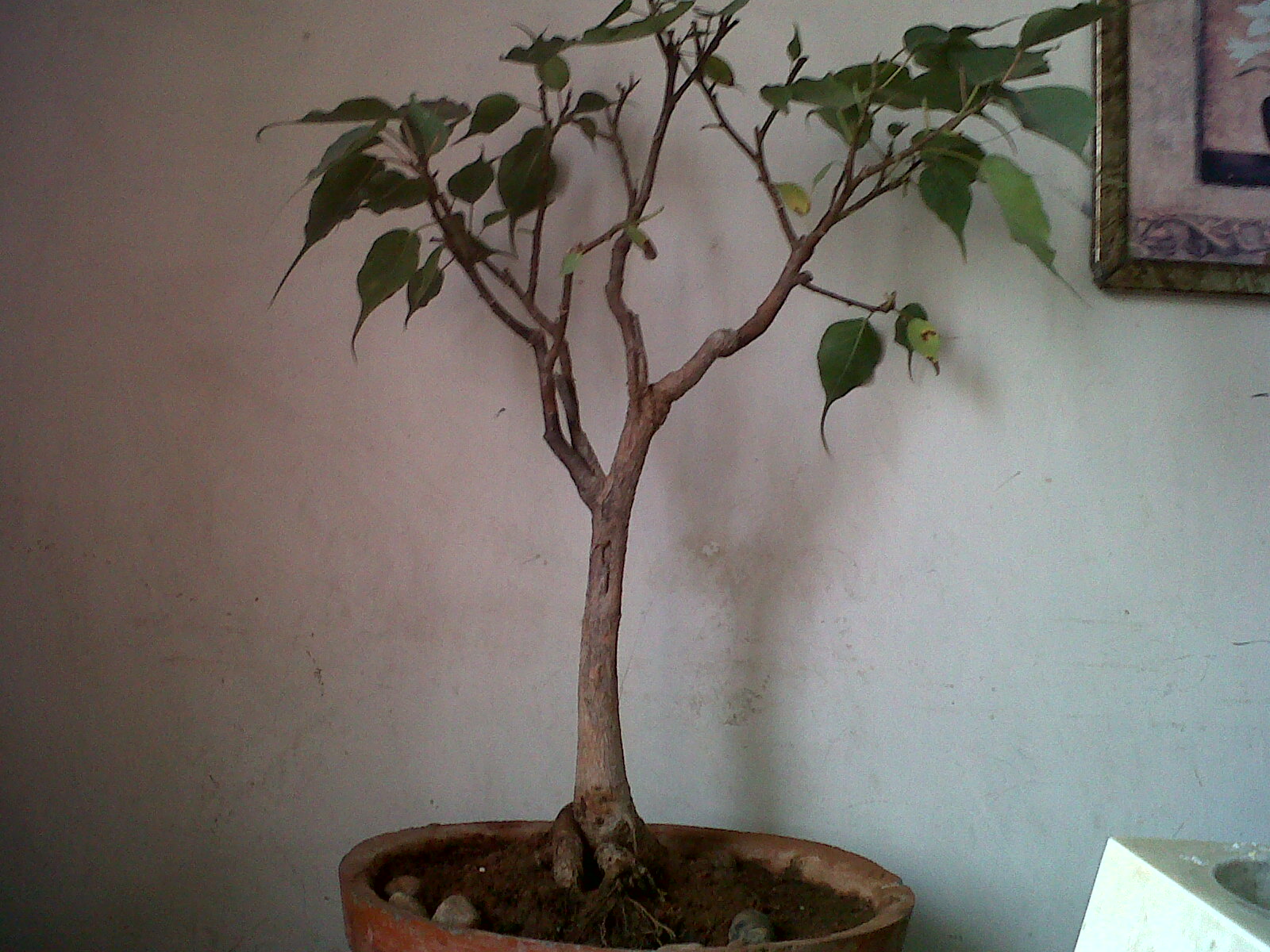 Indian Bonsai Few updates on trees