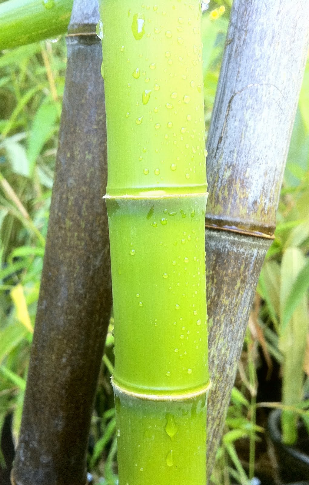 Bamboo Geek Black Bamboo what a beauty!