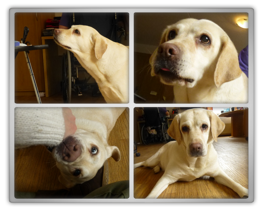 Tara labrador rip marjolein kucmer friendship love soul mate play fun photo shoot dog blond lab girl female funny cute playful 1 Tara labrador rip marjolein kucmer friendship love soul mate play fun photo shoot dog blond lab girl female funny cute playful 1