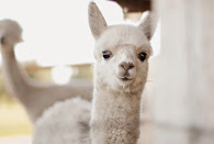 Baby Alpaca