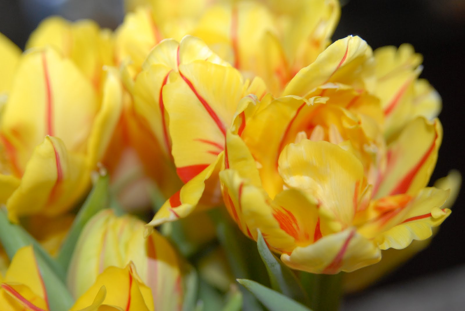 RUE MOUFFETARD TULIPS!!!.....and a Happy Easter