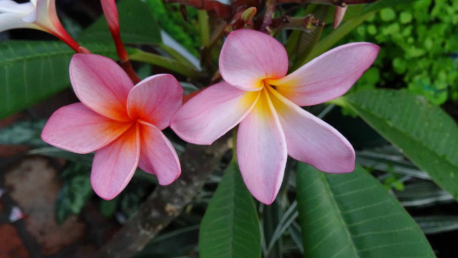 MAP MELBOURNE STREET TREES 56 FRANGIPANI