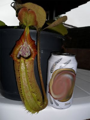 planta carnivora nepenthes truncata