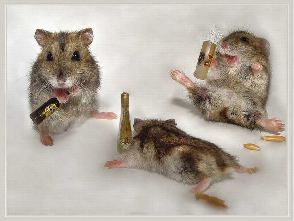 Funny+Drunk+Animals_.jpg